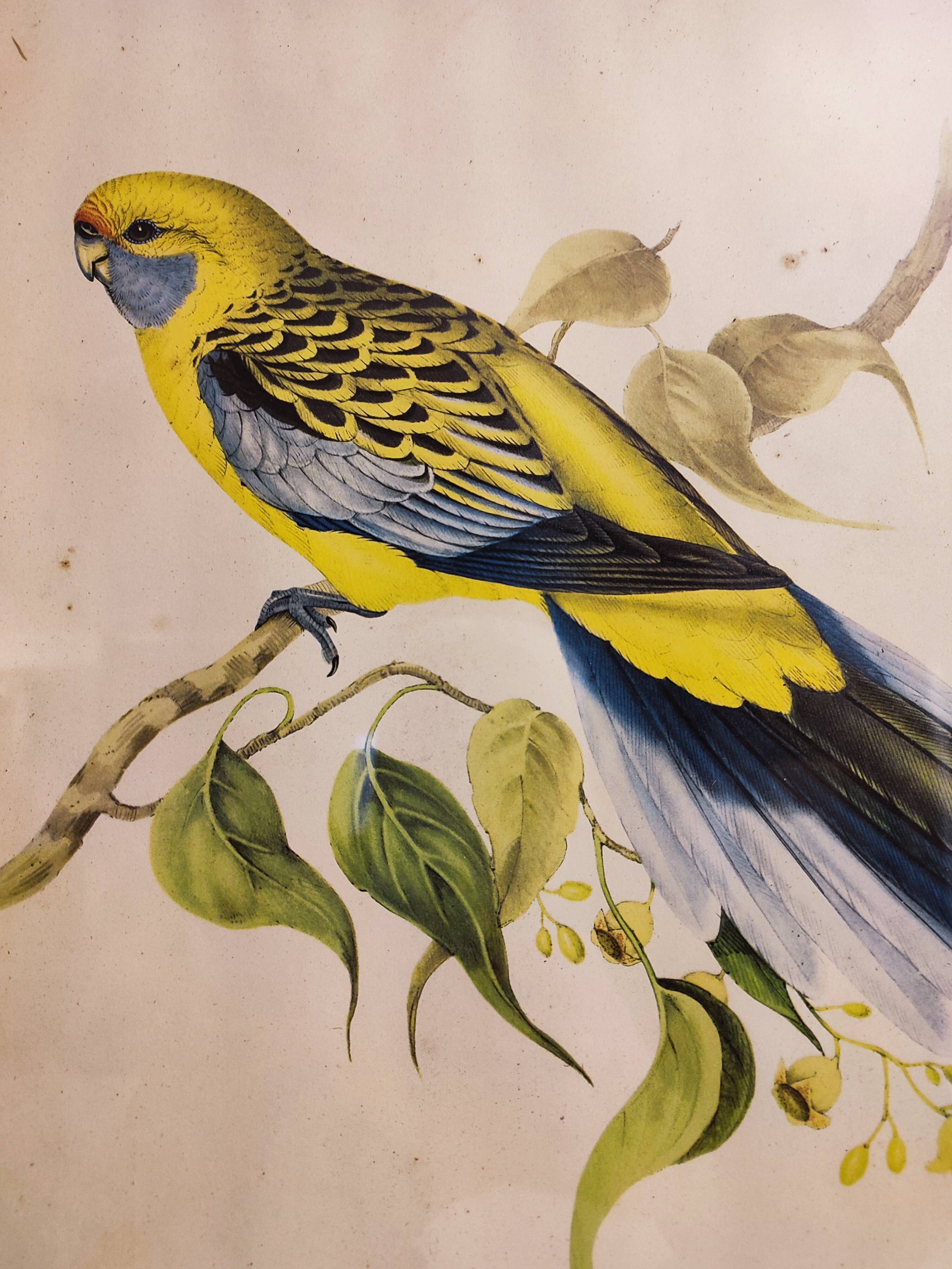 Gould Lithograph Enhanced Hand Parakeet