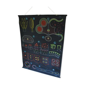 Displays school vintage Dr.Auzoux s30 1949