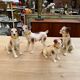 Series of ceramic dogs from Desvres