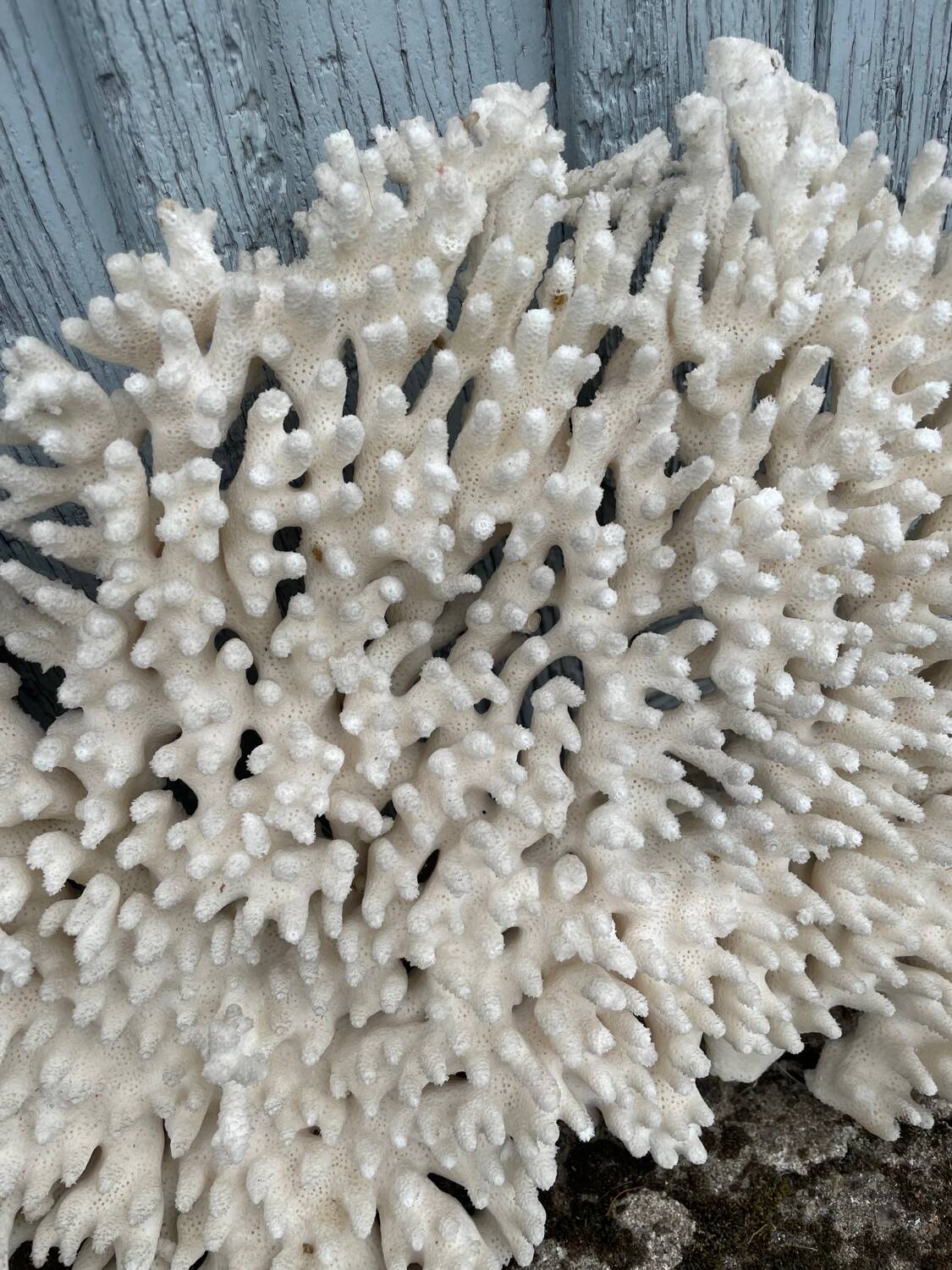 Large white coral XXL