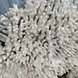 Grande corail blanc xxl