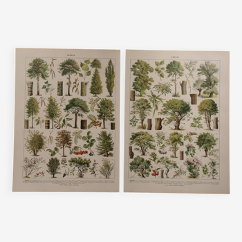 Original lithographs on trees