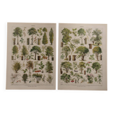 Original lithographs on trees
