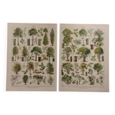 Lithographies originales sur les arbres