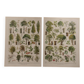 Original lithographs on trees