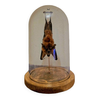 Bat under bell