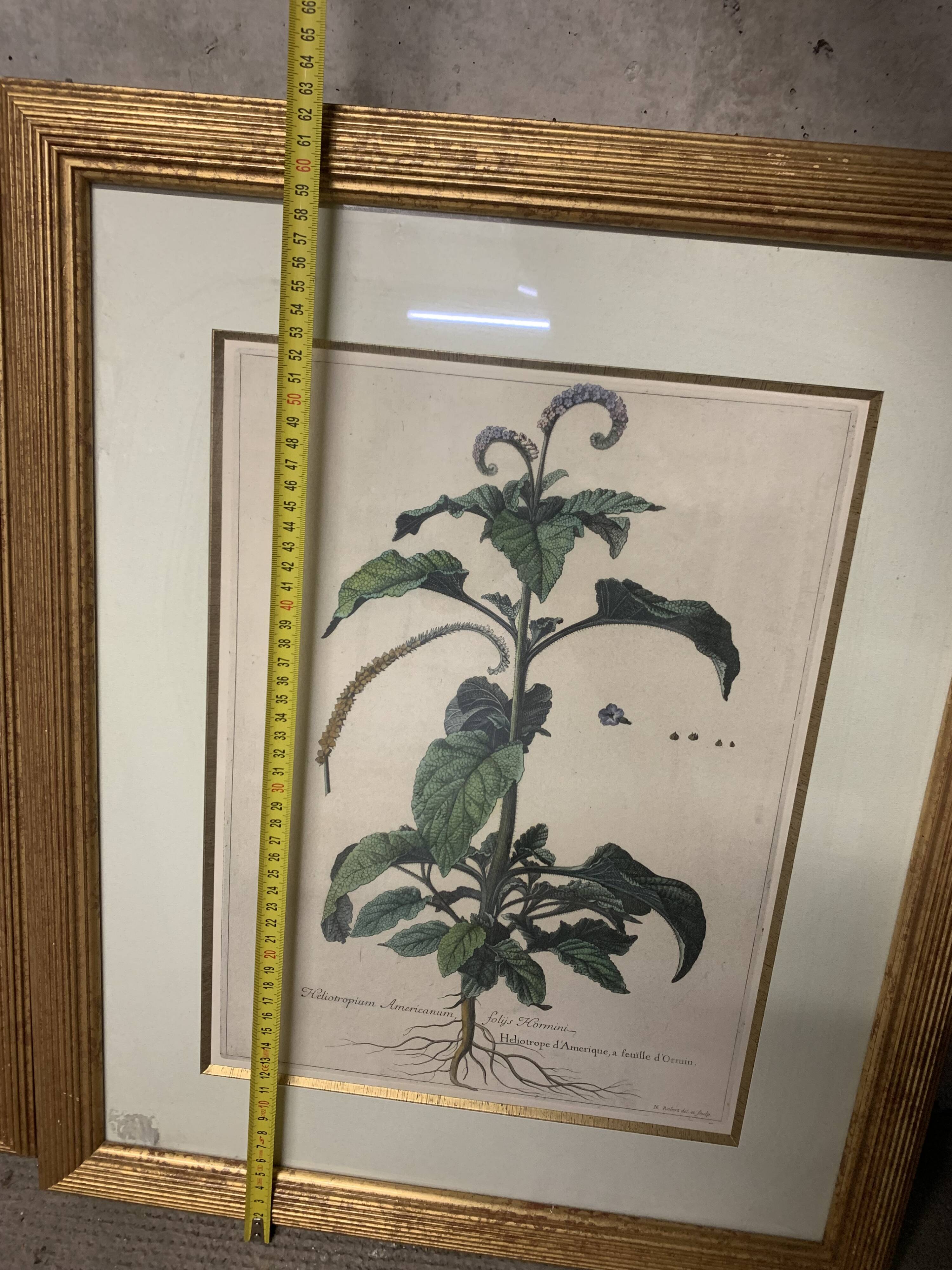 Lot of Paintings Botanical Engravings Old Vintage Herbariums