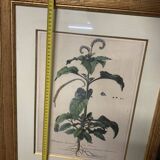 Lot of Paintings Botanical Engravings Old Vintage Herbariums