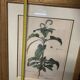 Lot of Paintings Botanical Engravings Old Vintage Herbariums
