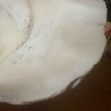 Clam