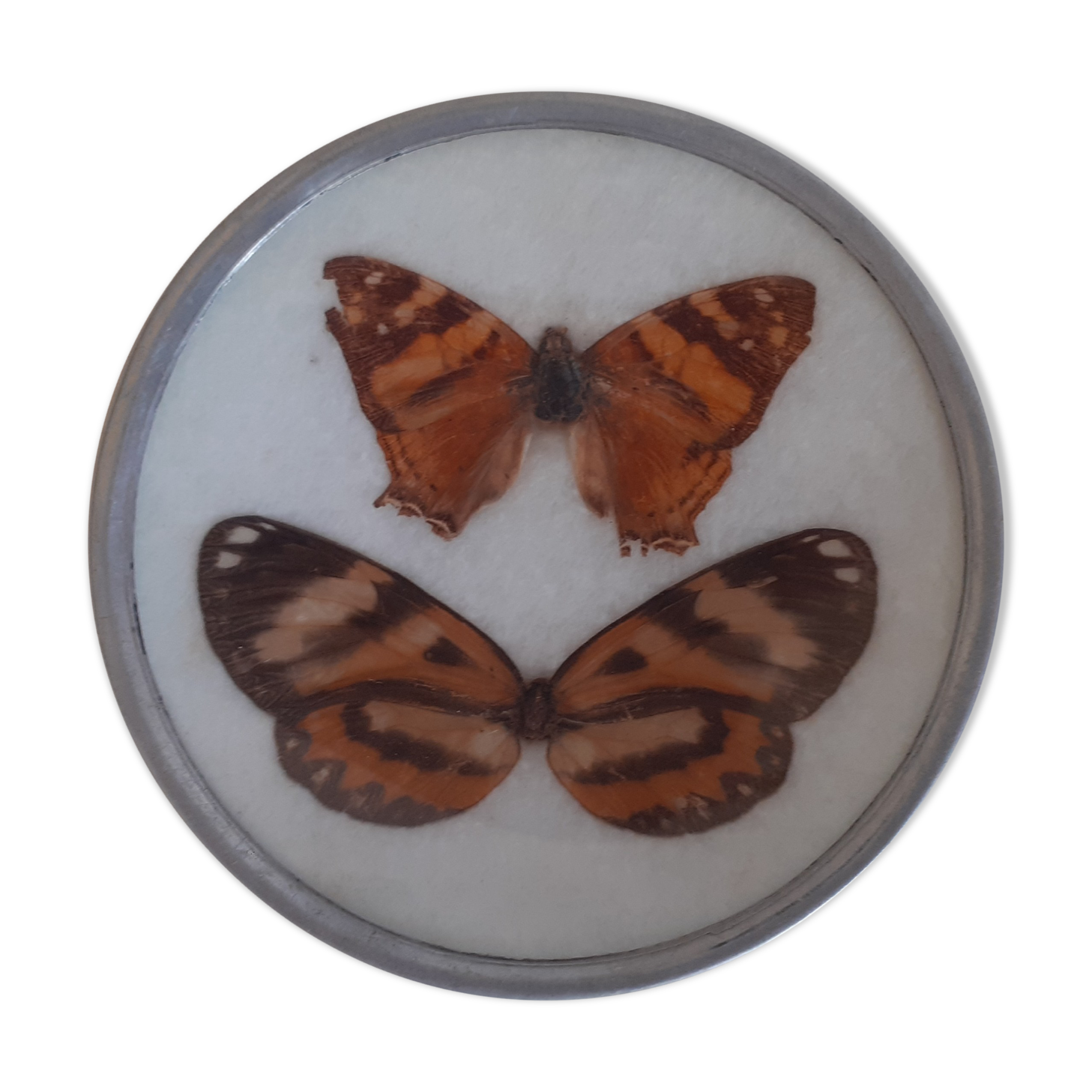 Naturalized Butterfly Year 70