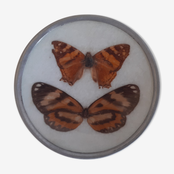 Papillon naturalisé années 70