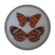 Papillon naturalisé années 70