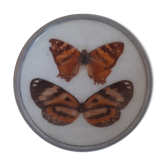Papillon naturalisé années 70