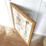 School map and wooden frame MDI Human body