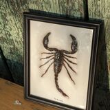 Scorpion naturalisé sous verre