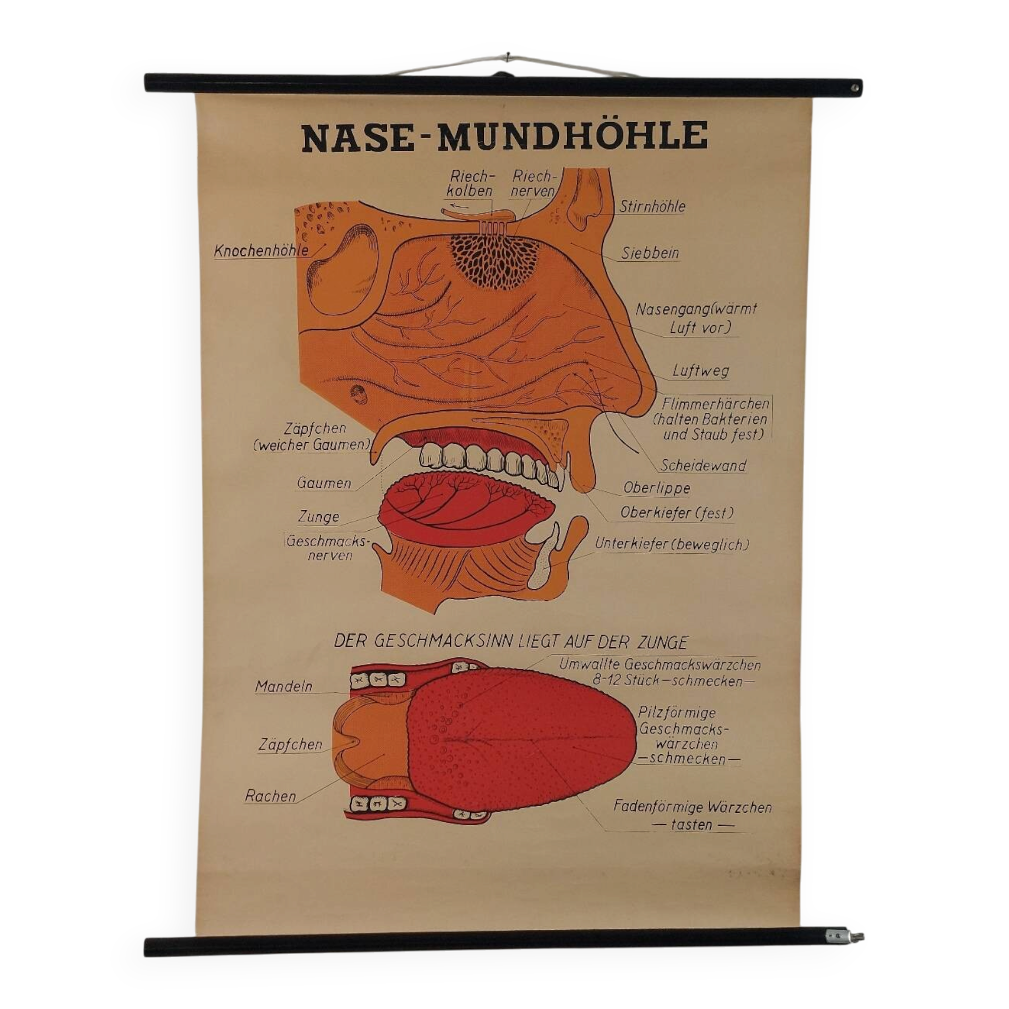 Vintage educational wall hanging roll chart poster map