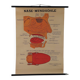 Vintage educational wall hanging roll chart poster map