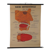 Vintage educational wall hanging roll chart poster map