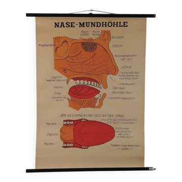 Vintage educational wall hanging roll chart poster map