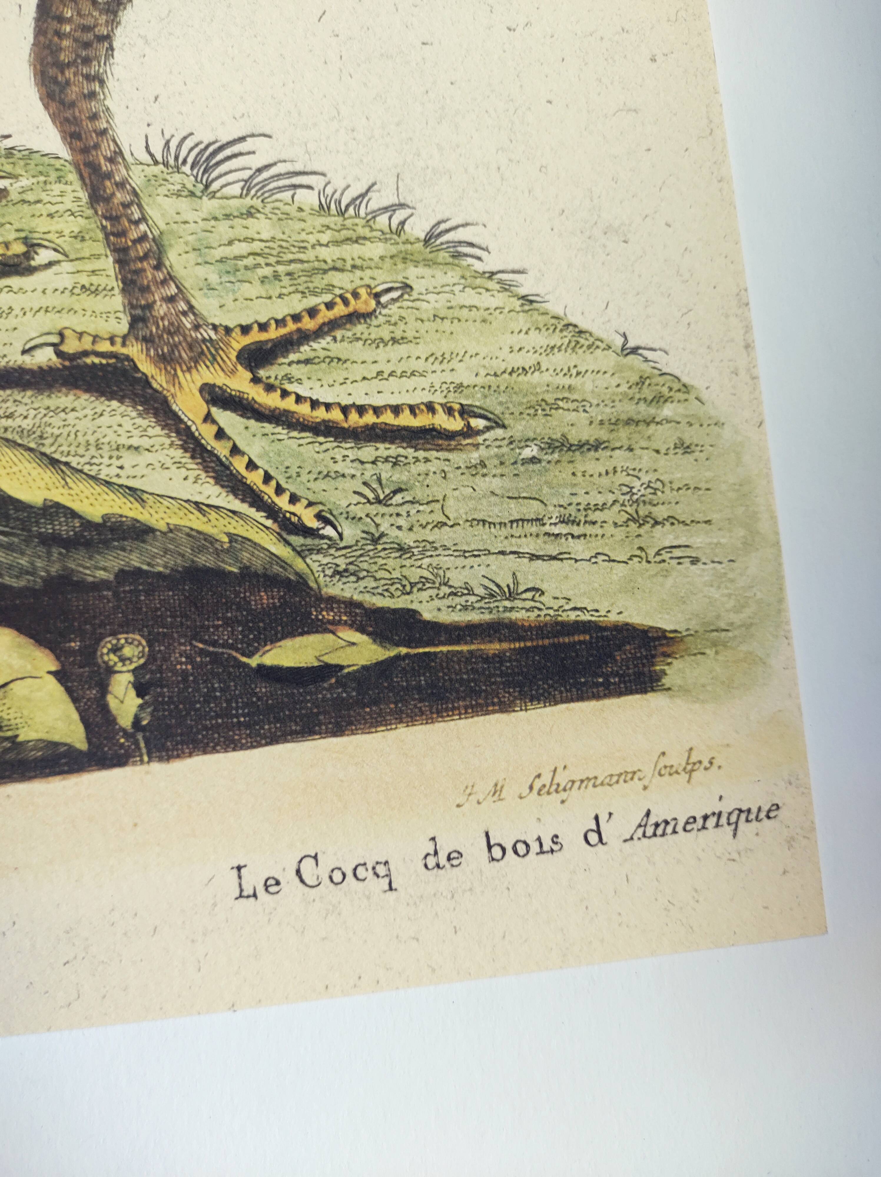 Old bird engraving - Rooster of the Woods - vintage zoological illustration by Seligmann & Catesby