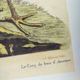 Old bird engraving - Rooster of the Woods - vintage zoological illustration by Seligmann & Catesby