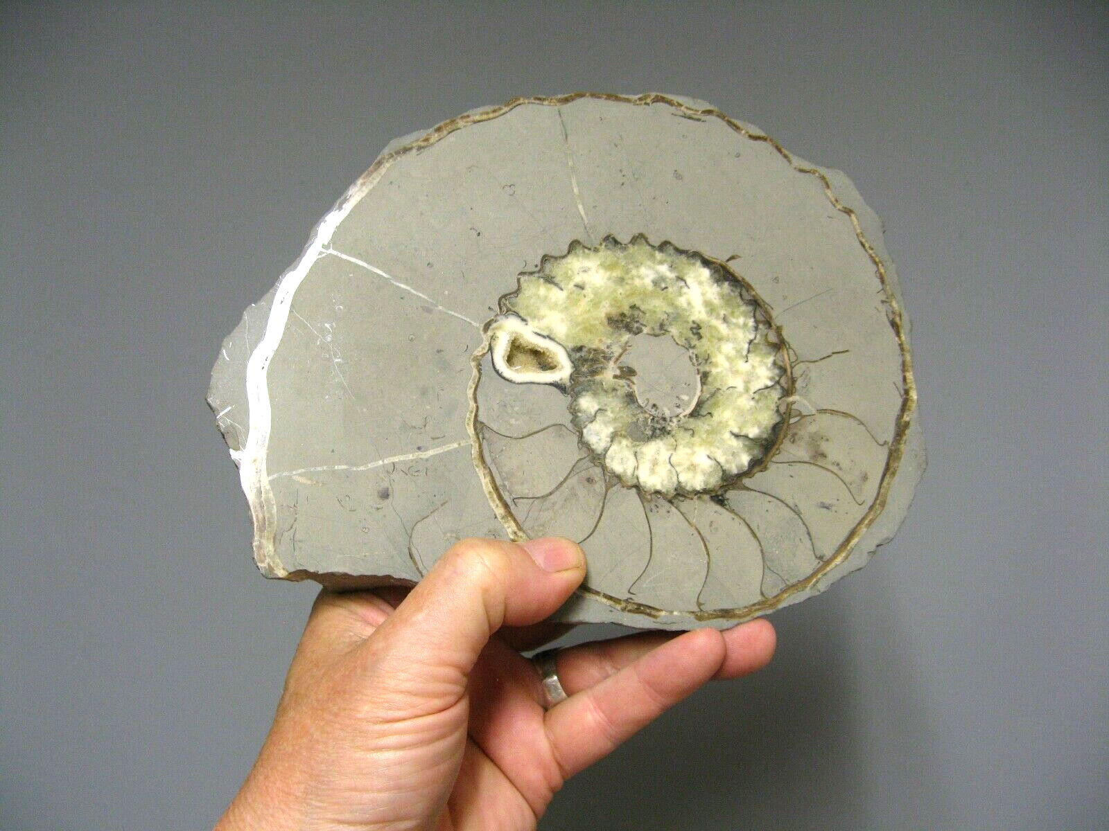 Minerals collection - polished fossil ammonite - 2,215 kg