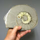 Minerals collection - polished fossil ammonite - 2,215 kg