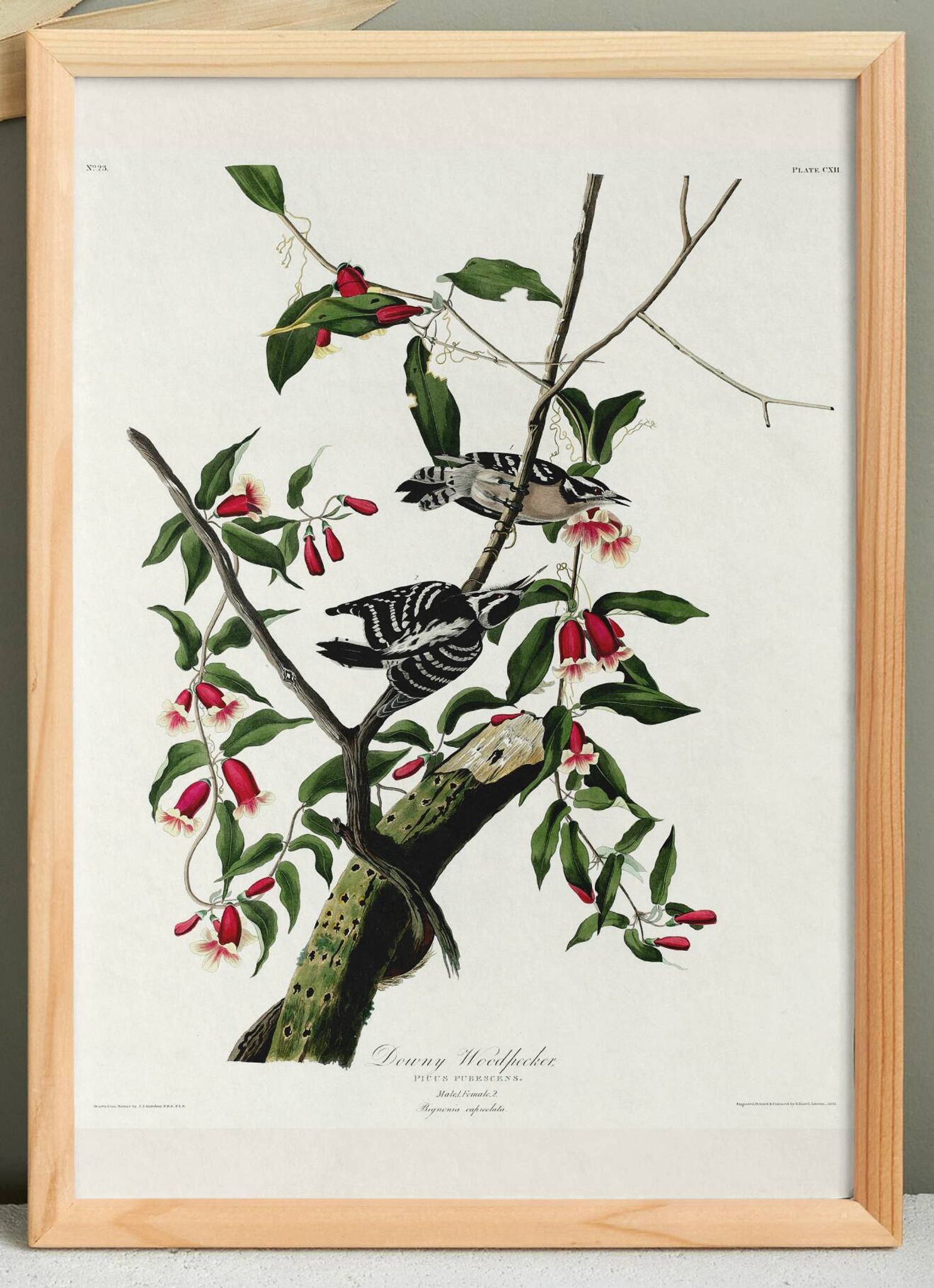 Affiche sur le Pic mineur, d’après une gravure ancienne de 1827.