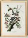 Affiche sur le Pic mineur, d’après une gravure ancienne de 1827.