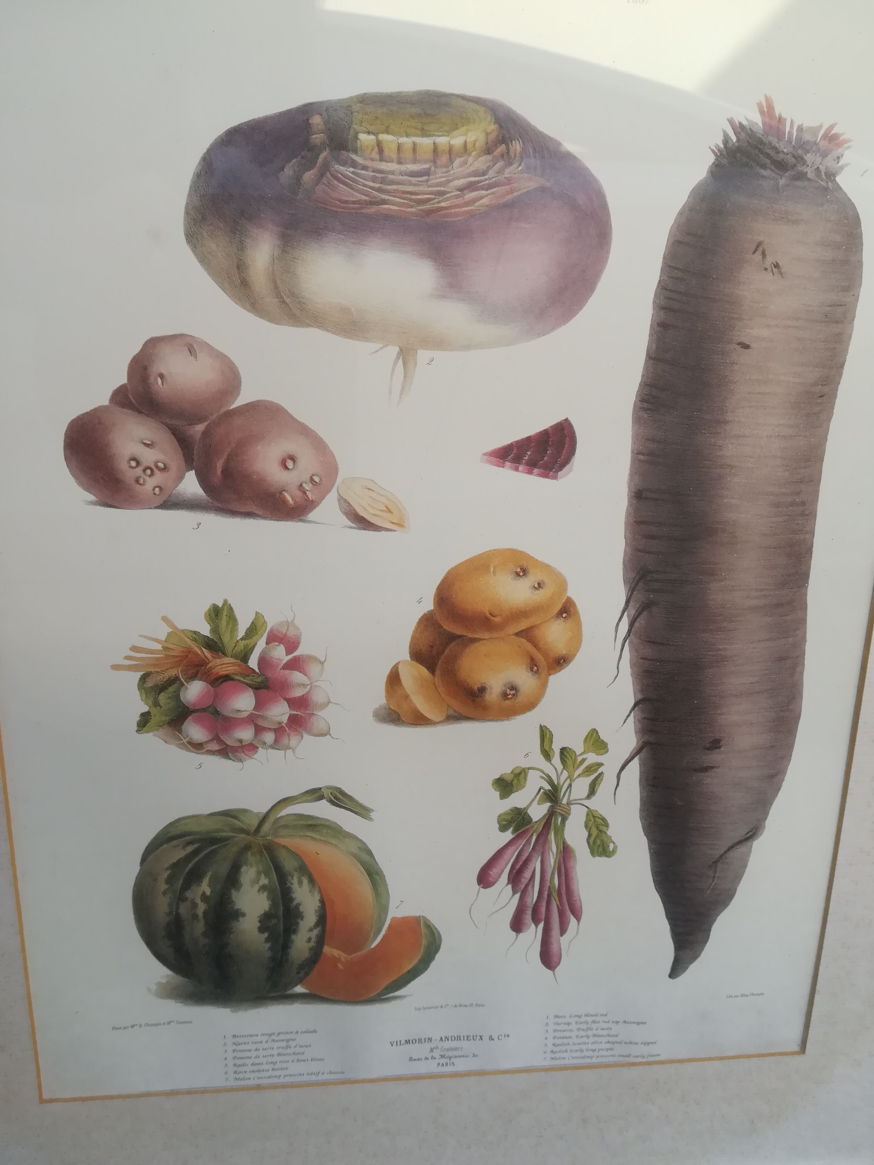 Framed botanical plank, vegetables