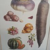 Framed botanical plank, vegetables