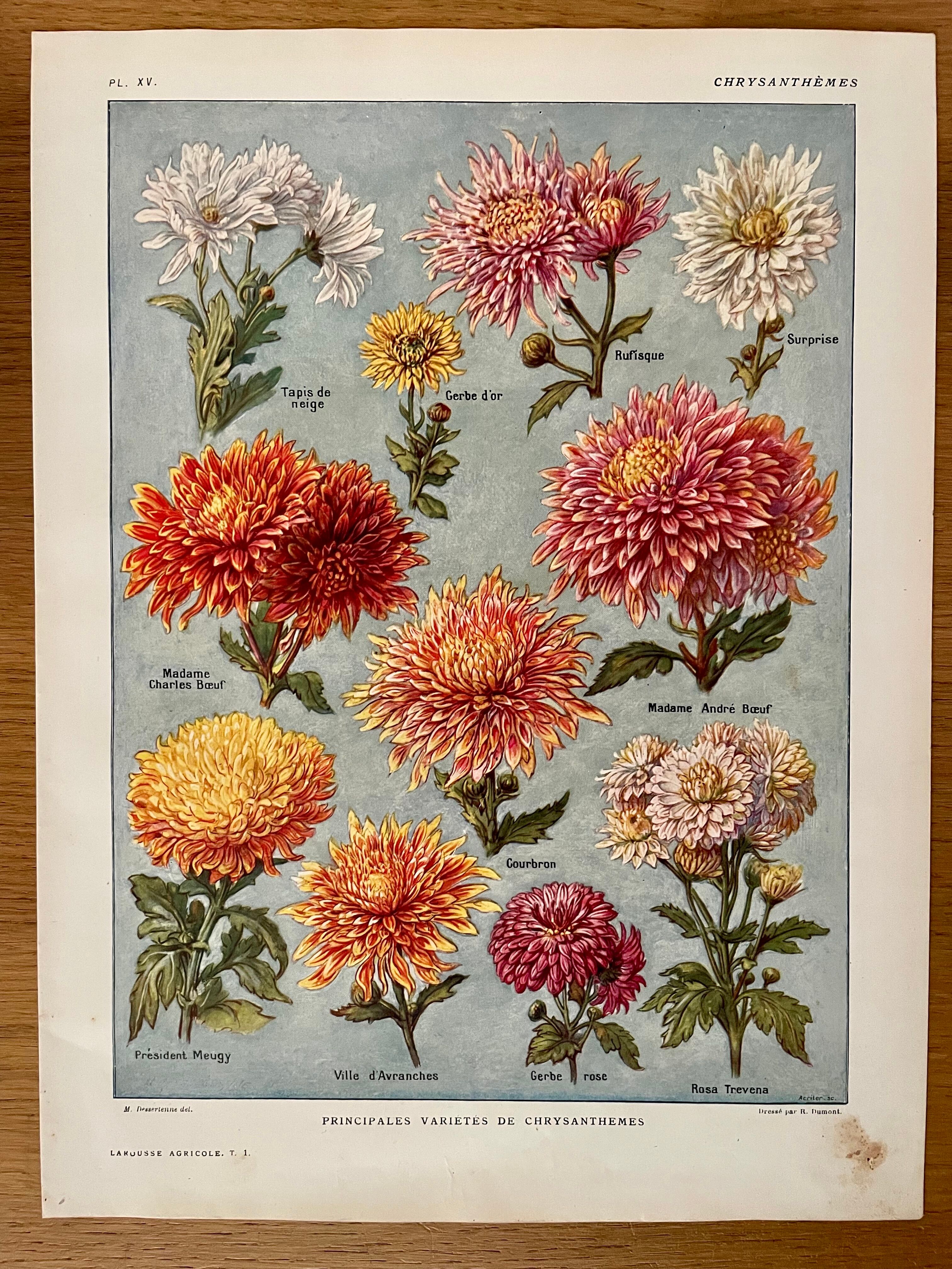 Lithograph on chrysanthemum flowers - 1920