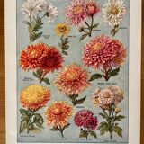 Lithograph on chrysanthemum flowers - 1920