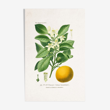 Botanical poster the orange tree