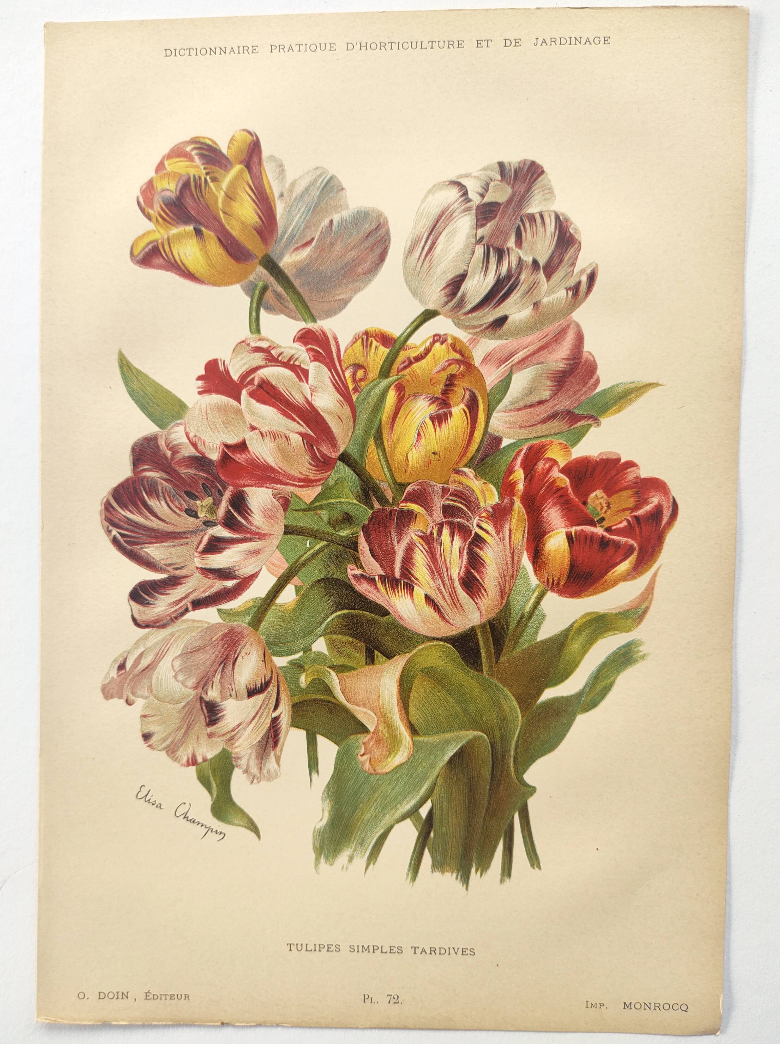 Botanical flower engraving 1899 by Élisa Champin - Tulips - Old print