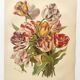 Botanical flower engraving 1899 by Élisa Champin - Tulips - Old print