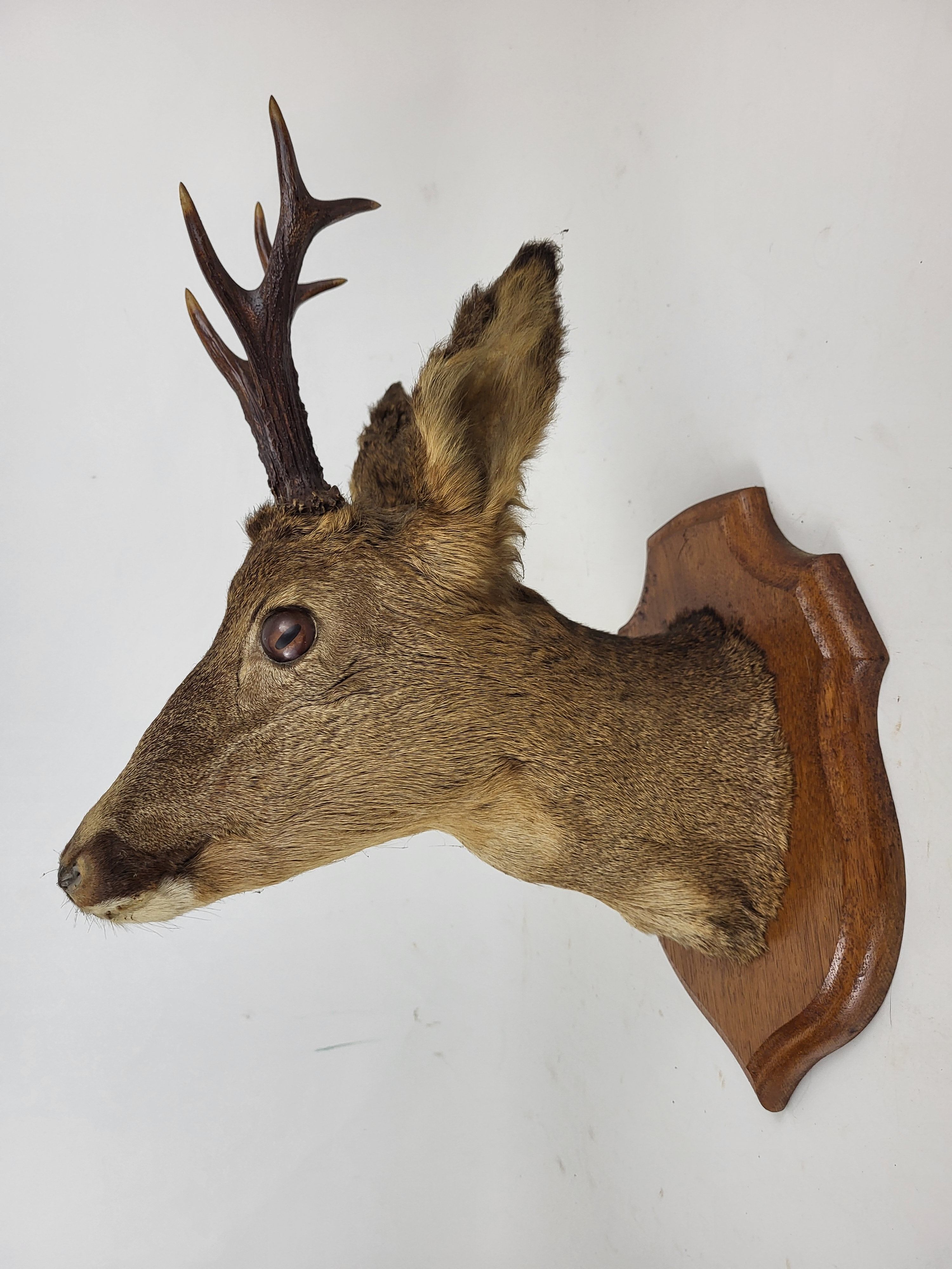 Deer head stuffed and naturalized Taxidermy