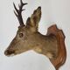 Deer head stuffed and naturalized Taxidermy