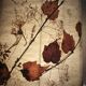 Herbarium lamp, turned wooden base, vintage bohemian