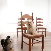 Ensemble de 4 chaises de salle à manger en chêne avec dossier échelle et sièges en paille.