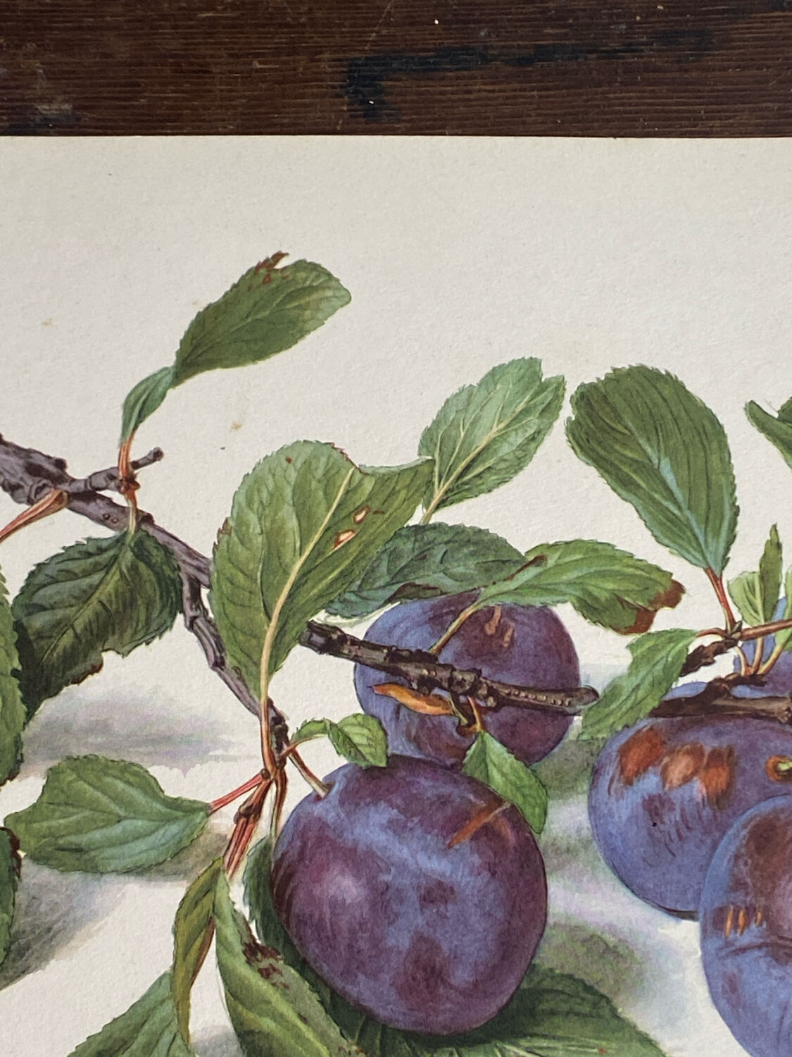 Affiche botanique, Prunus Domestica