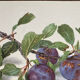 Affiche botanique, Prunus Domestica