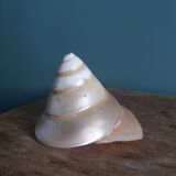 Pearly spiral cone shell