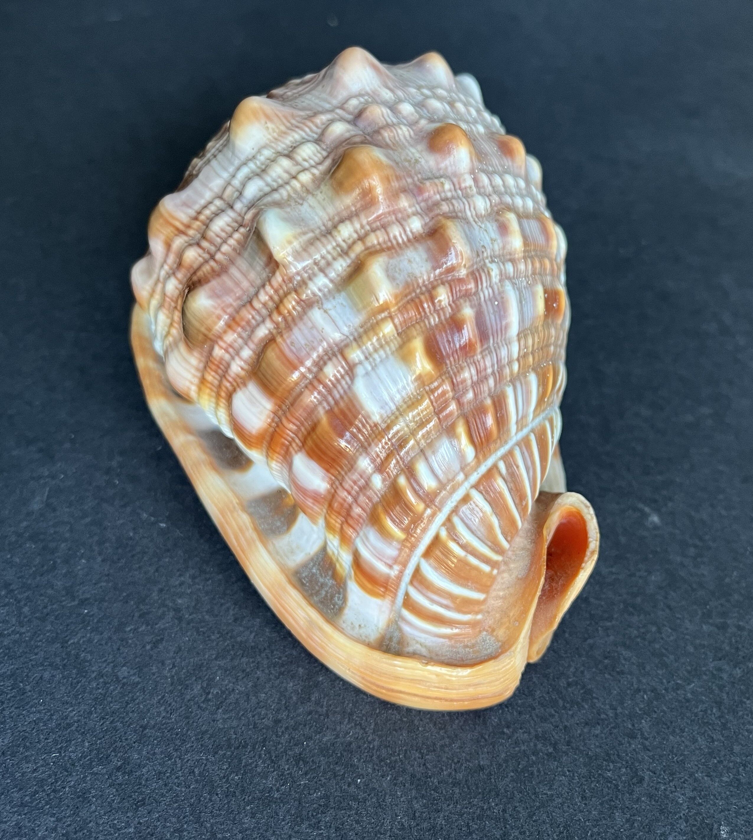 Shell
