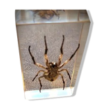 Collector's plexiglass paperweight