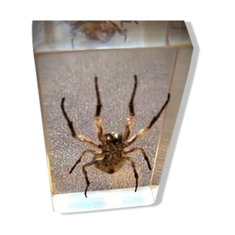 Collector's plexiglass paperweight