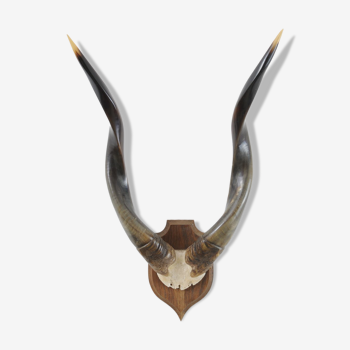 Vintage Antelope Horns