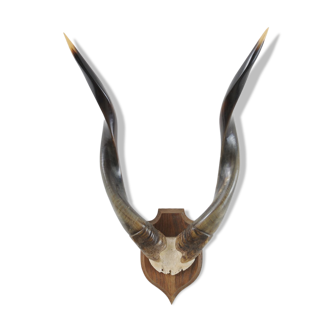 Vintage Antelope Horns