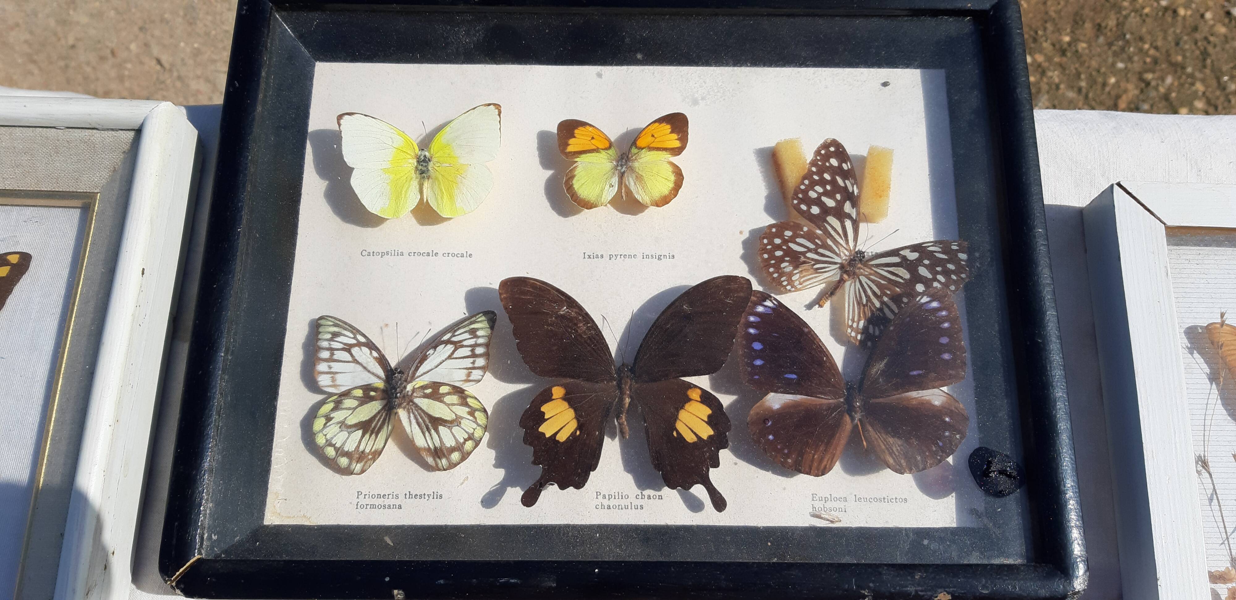 Set of 45 Naturalized Butterflies